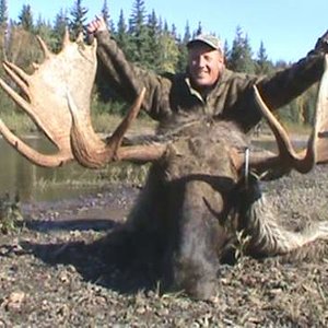 Alaska Moose