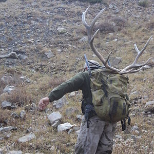 13,000 ft not a monster but a true trophy. Packing out a buddies elk.