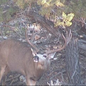 Nice rutting buck