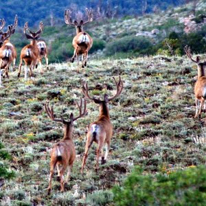 Nice Utah bucks