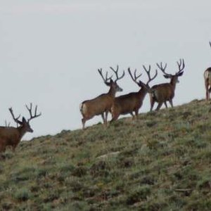 Utah bucks