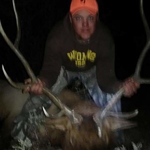 2012 Bull in CO.