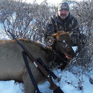 2014 wyoming cow elk