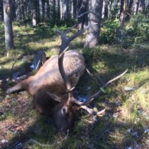 2014 Elk 001 Compressed