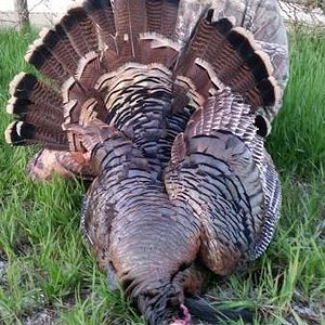 2015 KANSAS