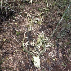 Sika/Red hybrid found dead next to a wallow