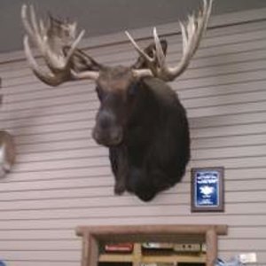 1996 Montana Moose B&C score 167