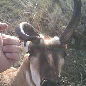 2014 Wyoming Antelope