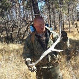 Elk shed down in NM