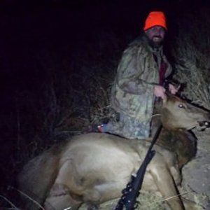 Guided my uncle on a New Mexico elk hunt, day two had 3 heards located and he took this nice cow.