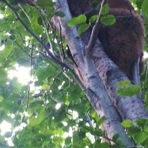 Ran into a cougar kill with 3 cougars on it..  two ran off, this one I was able to tree and get some pictures.. must of been a Mother and two yearling