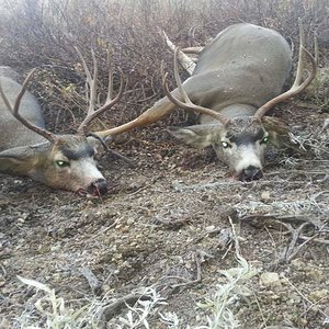 Buddy and I dropped these two Bucks side by side at 280yd.