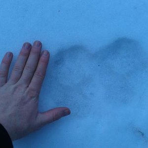 Wolf tracks hiking up at Hazard Creek, near McCall Id.