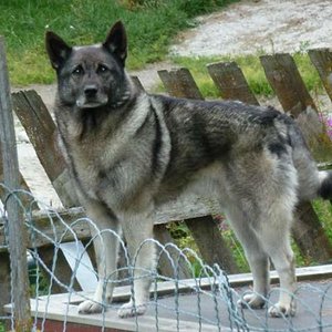 Norwegian Elk Hound, owned by Eric Langen near Roros Norway.