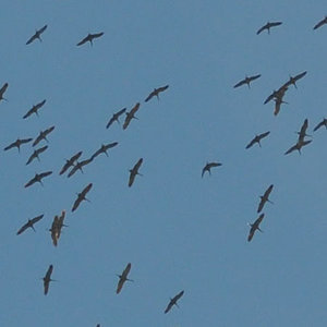 sandhill cranes