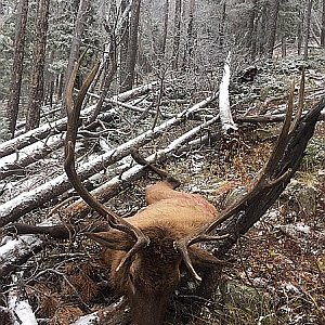 Bull as he lay (front)