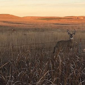 WhitetailBuck