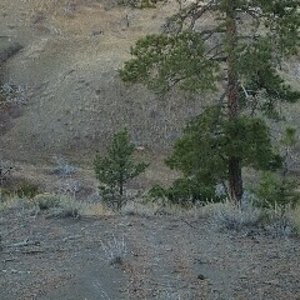 Tamber's  cow elk from the ridge