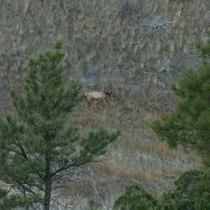 Tamber's cow as she lay