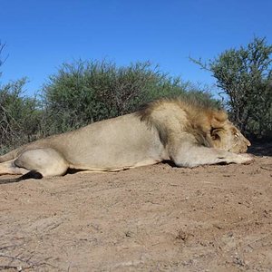 IMG 3744
A lion I got a couple of weeks ago. He was around 600lbs and nearly 3m long.