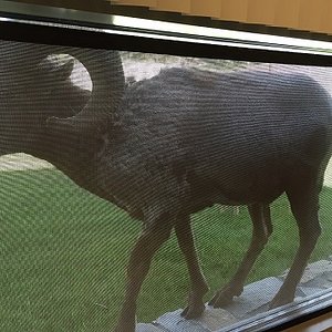 Window Ram