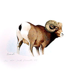 Big Horn Sheep