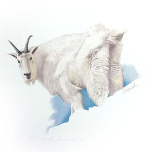 Mountain Goat