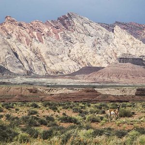 ©Robert Snow - Utah Pronghorn