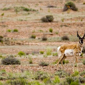 ©Robert Snow- Utah Pronghorn