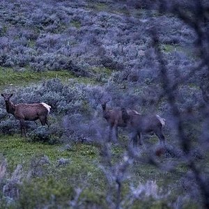 ©Robert Snow - Cow Elk Utah