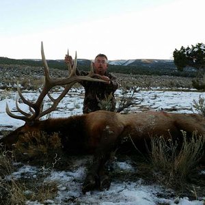 2015 Colorado bull