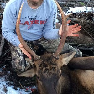 1st Elk,  Nov 2015 spike bull with trash ! LOL has a random 2 and a half inch tine growing sideways from right antler and curling forward