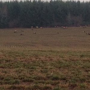 Herd of elk , mile and a half from banks in farmers field