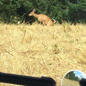 Blacktail doe dropping a Duce in front of my work truck