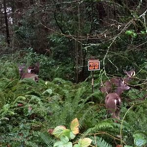 5 blacktail doe ! Pic taken with my cell phone