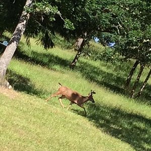 Blacktail buck June 2016 on country farmland pic taken with cellphone