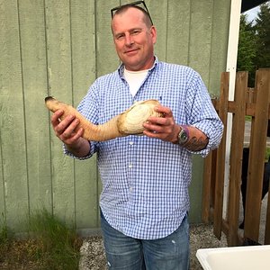 we have some big clams here in the Pacific Northwest