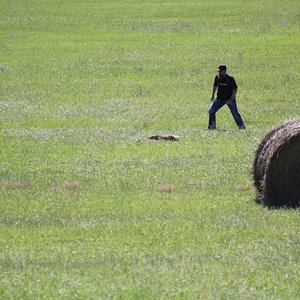 image chasing Mr Badger in Nebraska hay field