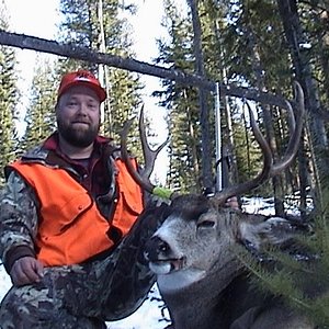 Washington Mule Deer