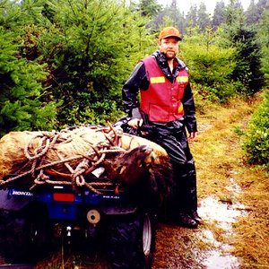 Washington Roosevelt Elk