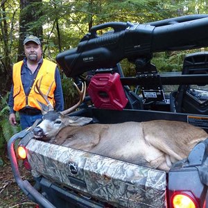 Washington Blacktail Deer 2014