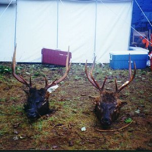 Washington Roosevelt Elk