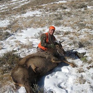 A nice cow to add to the freezer