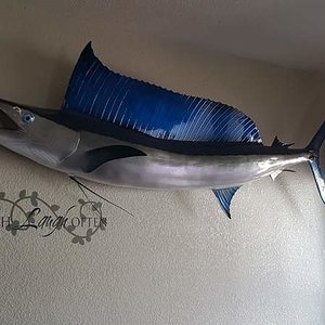 My wife's spearfish