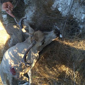 My hunting partners unique buck.