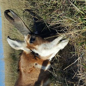 Tamber's buck down