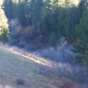 On our way out with the first load of meat, we saw these two bulls about 150 yards from us and 5 minutes from the truck. Oh well, that's how hunting g