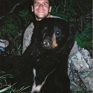 Manitoba bear