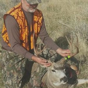 Area 34 mule deer