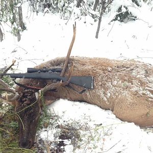 My first solo bull! I was beginning to get quite disheartened, thinking that I was going to get skunked on elk for a second year in a row, in spite of